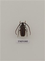 藏品(柑橘鋸天牛)的圖片